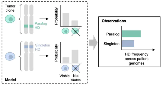 Barbara's paper on homozygous deletions of paralogs in cancer